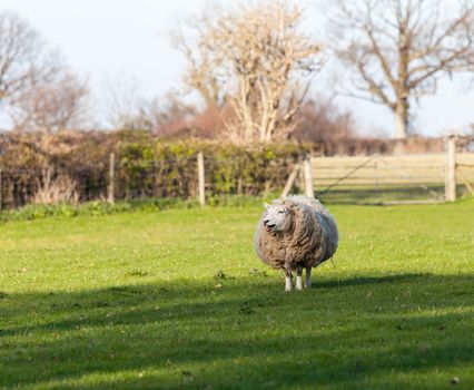 Sheep in meadow in Wales with very large amount of wool in round shape