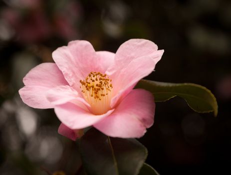 Blossom of Camellia tree in close up with out of focus blurred background