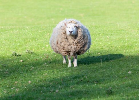 Sheep in meadow in Wales with very large amount of wool in round shape