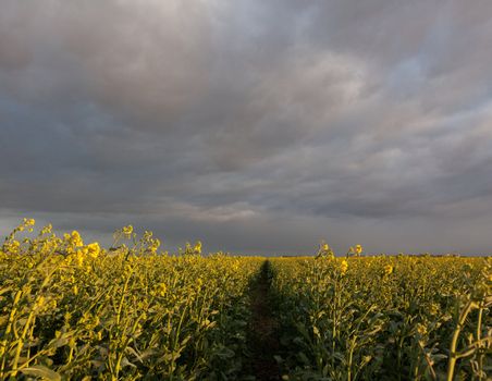 Wind blowing oil seed rape plants under cloudy skies