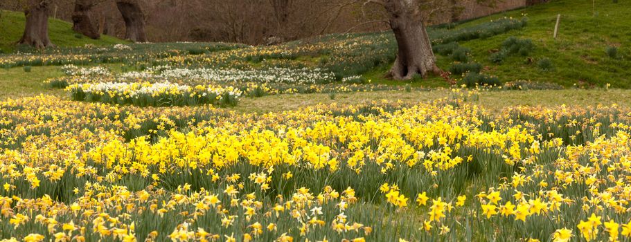 Panorama of banks of daffodil flowers with distant trees