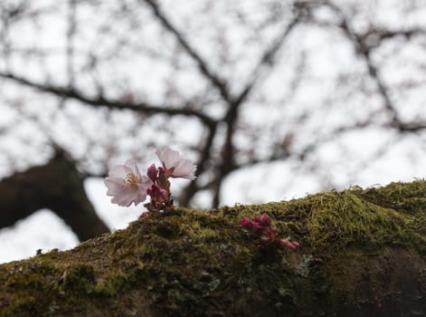 Flowers of cherry blossom tree growing on mossy branch