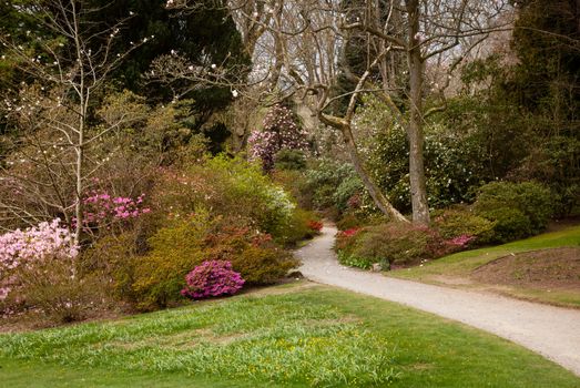 Pathway leading into shrubbery of azaleas and flowering bushes