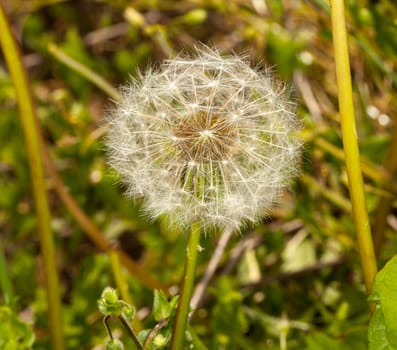 Macro image of the head of a dandelion with seeds