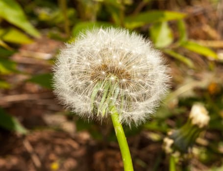Macro image of the head of a dandelion with seeds