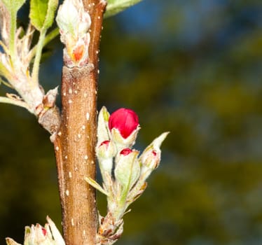 Flowers of apple blossom tree growing on small branch