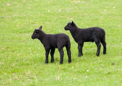 Two welsh lambs with black wool in a field in springtime