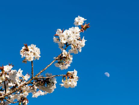 Flowers of cherry blossom tree with the moon in the sky behind