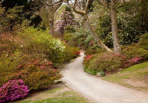 Pathway leading into shrubbery of azaleas and flowering bushes
