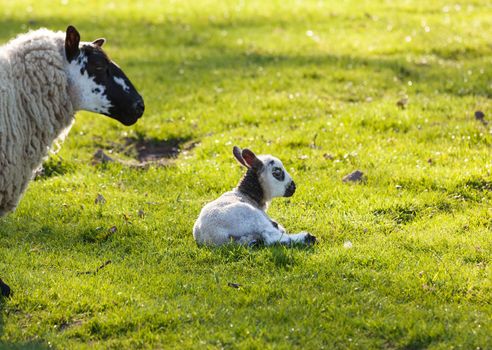 Welsh lamb with black and white wool with head of mother sheep