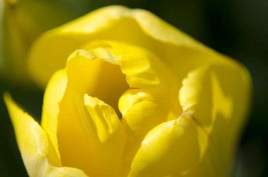 yellow tulip up close in full bloom - spring