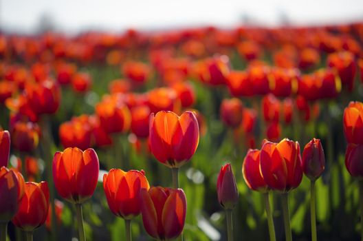 field of red tulips in full bloom - spring