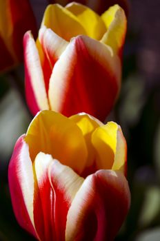 tulips in full bloom