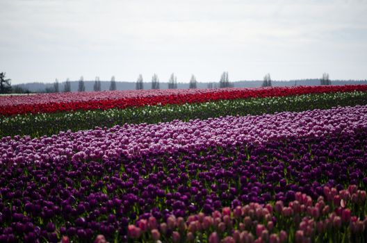 field of tulips in full bloom