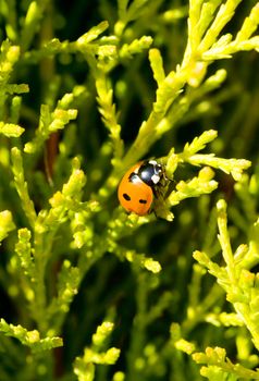 outdoor photo of a ladybird on a tree