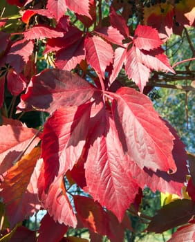 Leaves of wild grapes in October