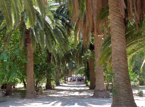  Palm alley in the park in Tunisia