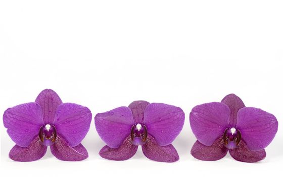 three orchid on white background