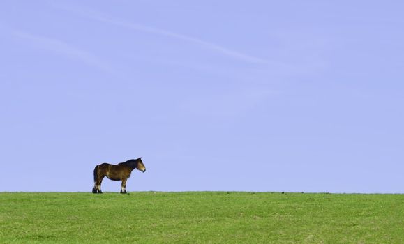 an isolated horse in a green meadow