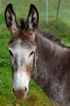 a mule portrait