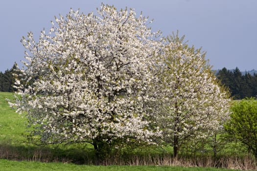 Shot of the flowering landscape with blossoming trees - covered in blossom