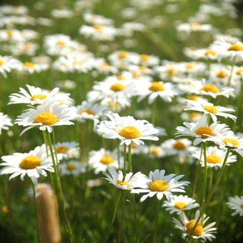  field with white daisies under sunny sky