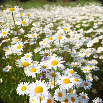  field with white daisies under sunny sky