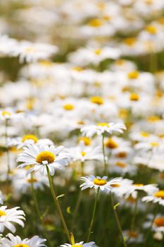 camomiles summer field