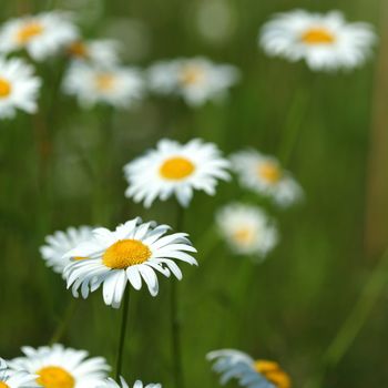 camomiles summer field