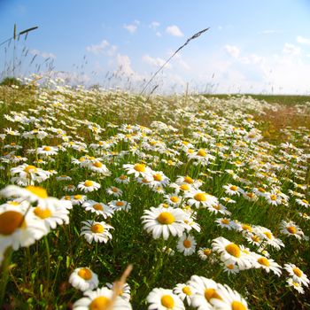  field with white daisies under sunny sky