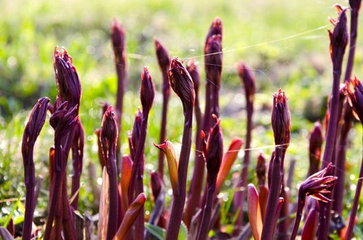 Burgeoning red plant stems entwined with cobwebs in spring. Natural background.