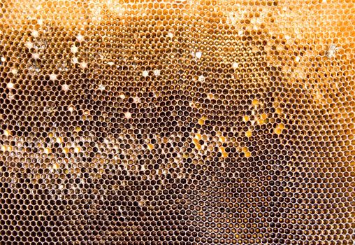 Used dirty honeycomb textures of golden brown color