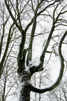 Snow covered mapple tree trunk in winter. Natural forms and curves.