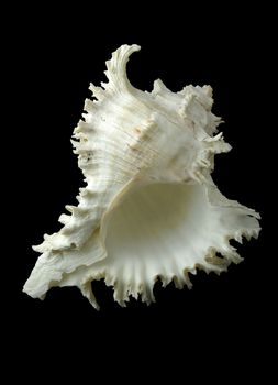 sea shell on the black background vertical oriented