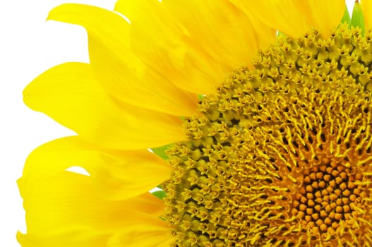 a quarter of sunflower disk