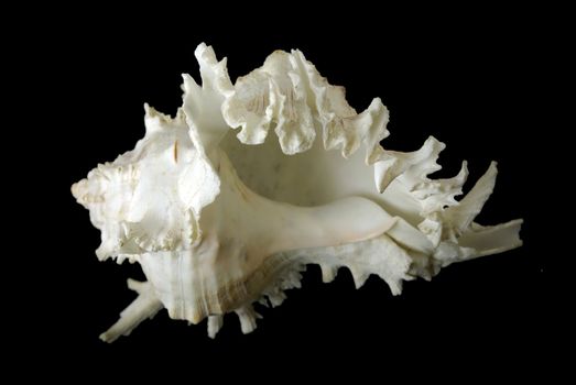 sea shell on the black background