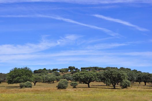 Rural landscape in Alentejo, Portugal