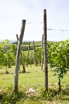Barbera vineyard during spring season, Monferrato area, Piedmont region, Italy