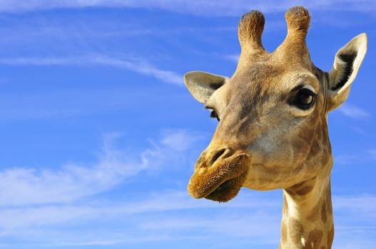 A Giraffe, that appears to be smiling, shot against a deep blue sky