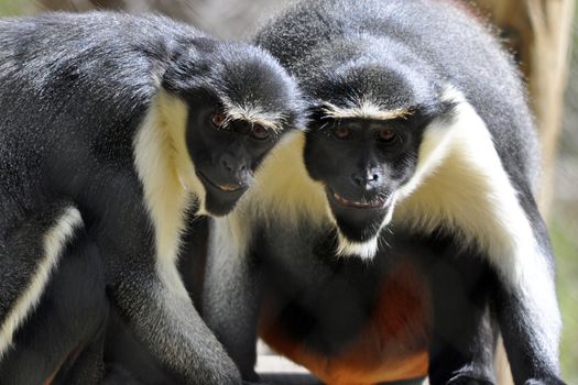 Two Diana monkeys (Cercopithecus diana) that appear to be smiling.