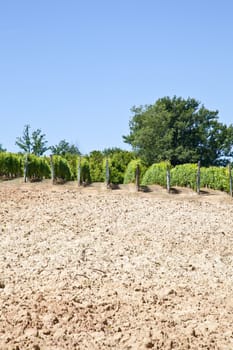 Barbera vineyard during spring season, Monferrato area, Piedmont region, Italy