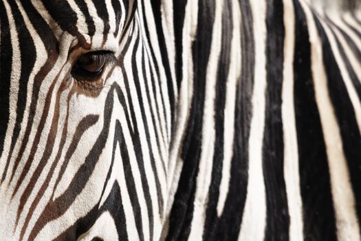 Detail of a Zebra, with low depth of field and focus on the eye
