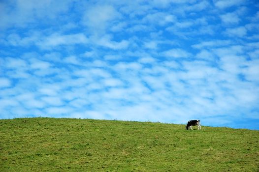A cow eating grass with a blue sky behind in Azores, Portugal