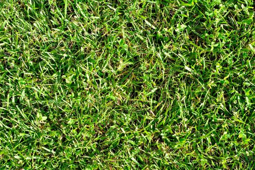 A piece of fresh natural grass that can be used as a texture