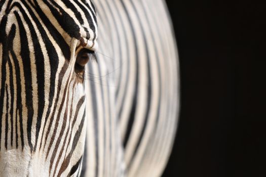 Zebra detail on a black background