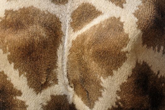 Close up of a Giraffe skin