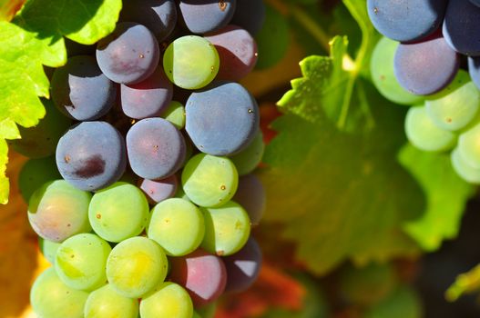 Violet and green wine grapes in a vineyard, low depth of field