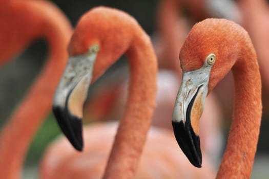 Three Red Flamingos lined up