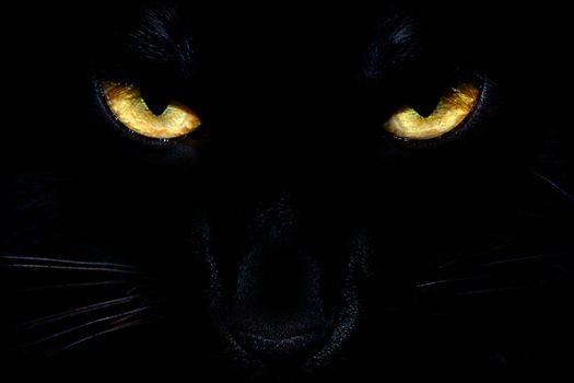 Wild black cat eyes coming out of the dark