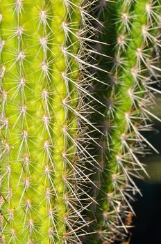 Close up of a cactus with big spikes